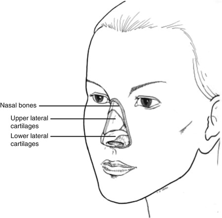 Nose | Plastic Surgery Key