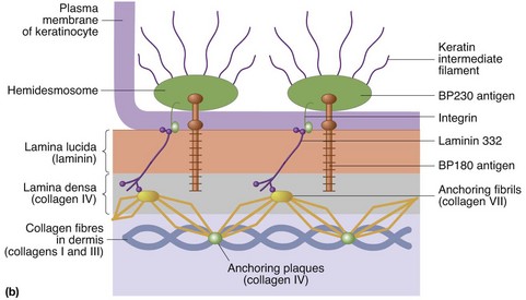 Microanatomy of the skin | Plastic Surgery Key