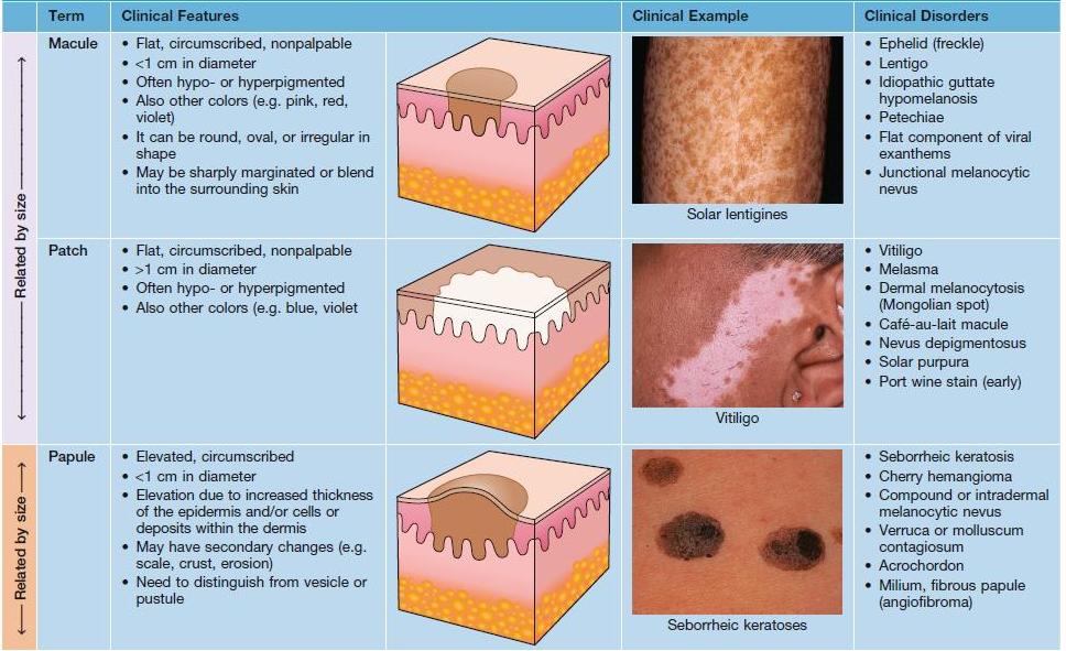 basic-principles-of-dermatology-plastic-surgery-key