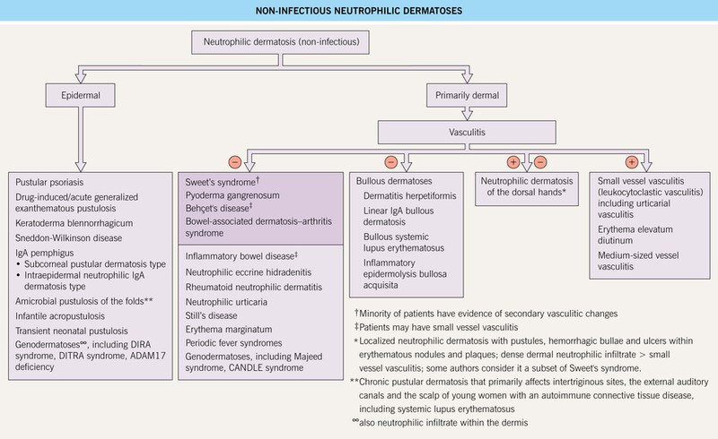 Neutrophilic Dermatoses Plastic Surgery Key