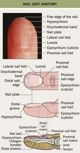Nail Disorders | Plastic Surgery Key