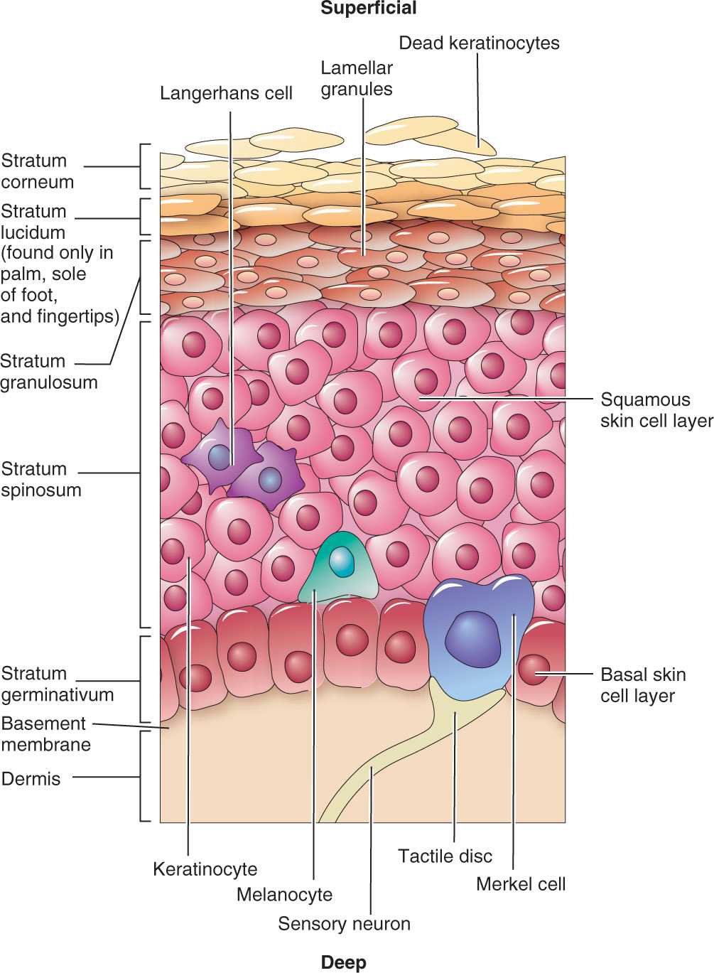 Precancerous and Nonmelanoma Skin Cancers | Plastic Surgery Key