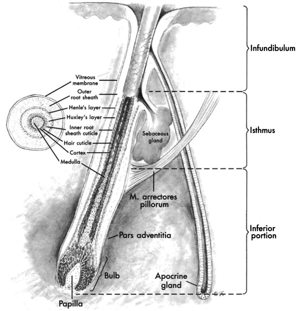 Full Size Picture folliculus pilijpg