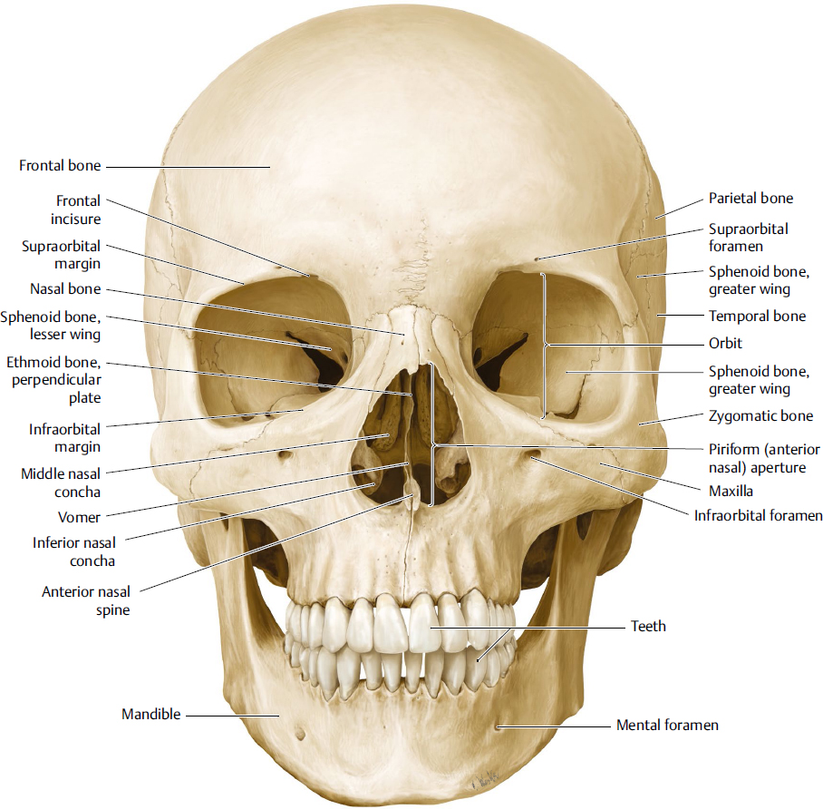 Orbital Plates Of Frontal Bone