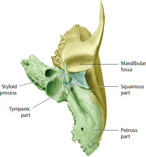 Neurocranium and Facial Skeleton | Plastic Surgery Key