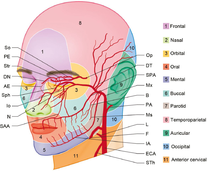 Arteries Of The Face And Neck Plastic Surgery Key 2455