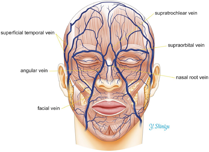 Anterior Facial Vein 120