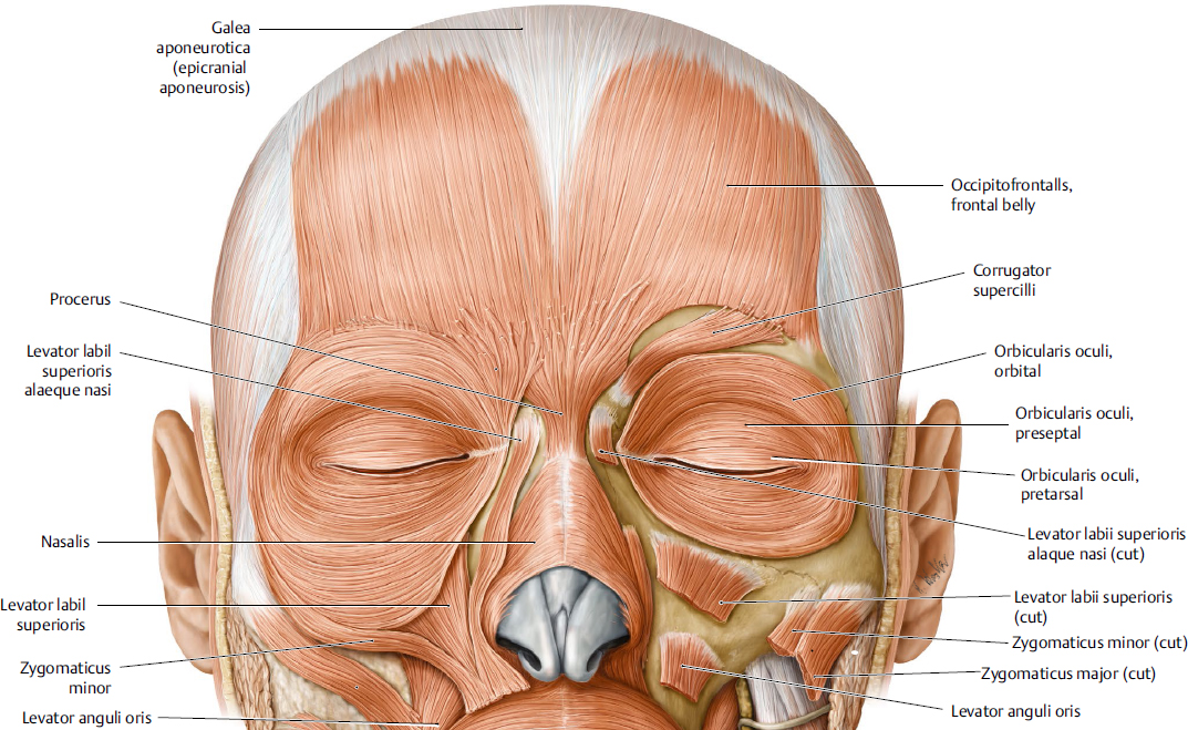 Eyelid Anatomy Plastic Surgery Key