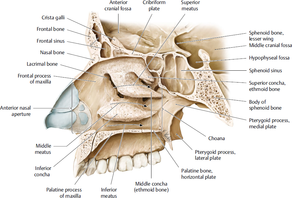 posterior nasal aperture