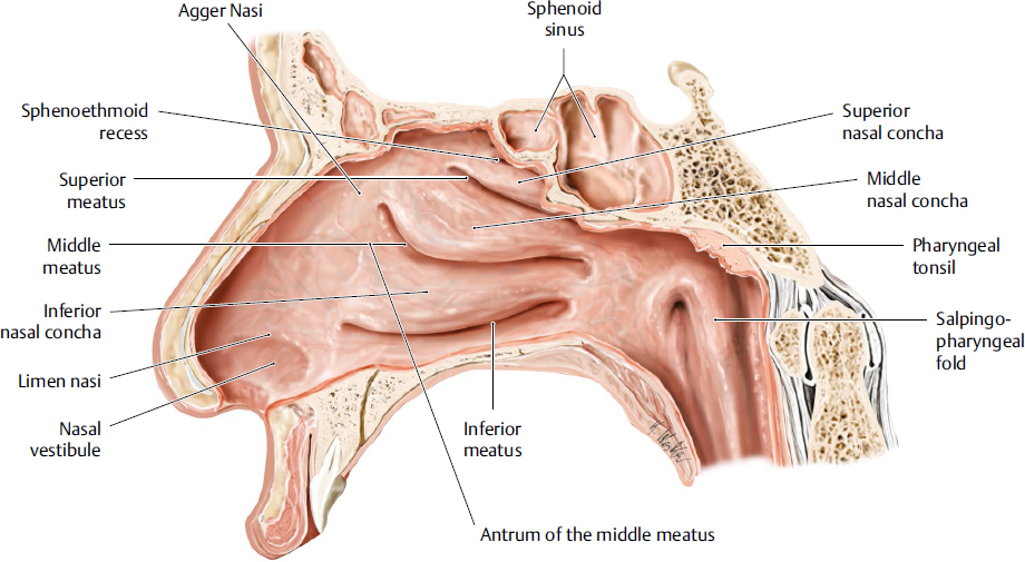 Nasal Cavity and Paranasal Sinuses | Plastic Surgery Key