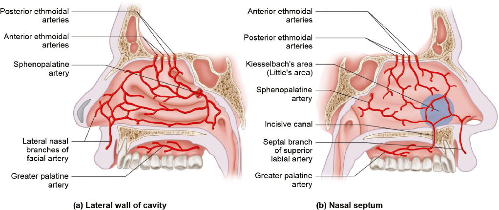 nasopalatine artery