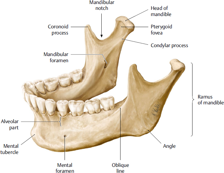 oblique ridge mandible