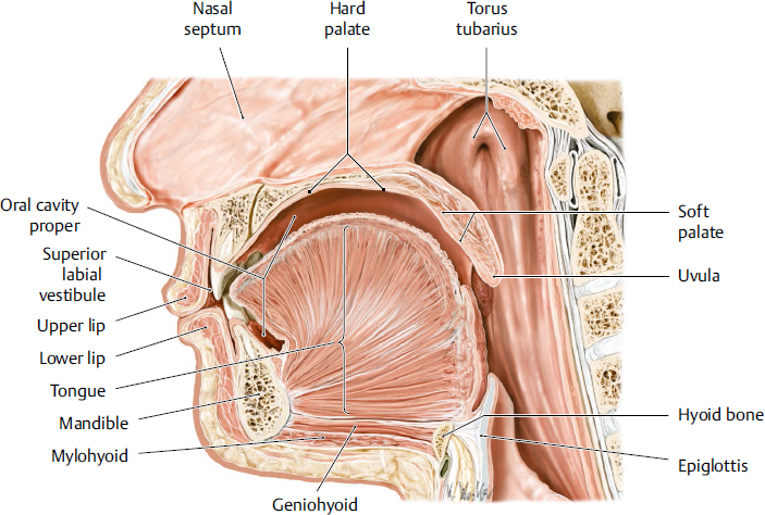 The Mouth and Buccal Cavity - Anatomy of the Human Mouth
