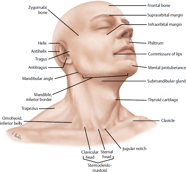 Neck Anatomy Diagram Head And Neck Muscles Diagram General Wiring