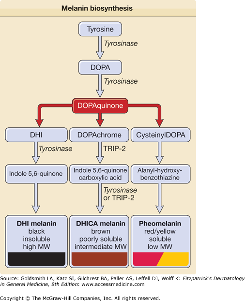 How Is Tyrosine Converted To Melanin
