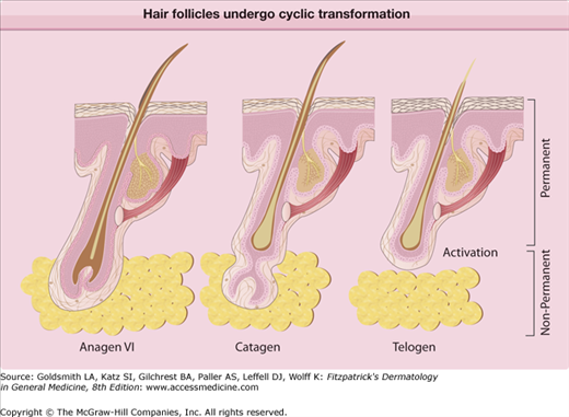 Hair Growth Disorders | Plastic Surgery Key