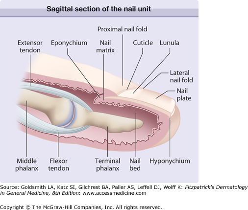 Nail Surgery | Plastic Surgery Key