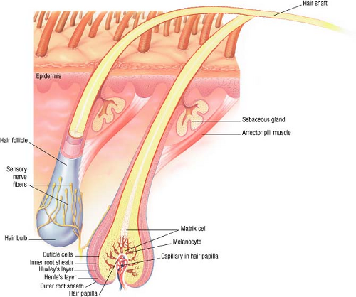 Hair Loss Plastic Surgery Key