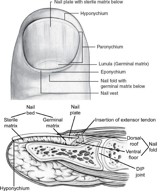 Amputation, Replantation, and Fingertip and Nailbed Injuries | Plastic ...