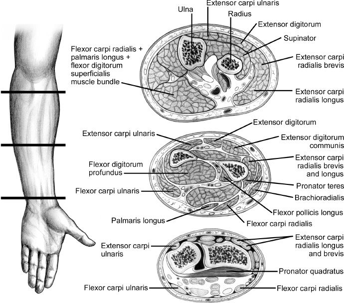 compartments of the hand