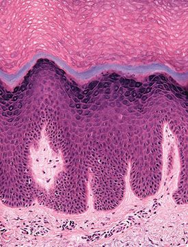 skin layers histology