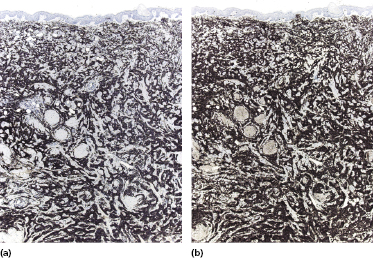 c19-fig-0010