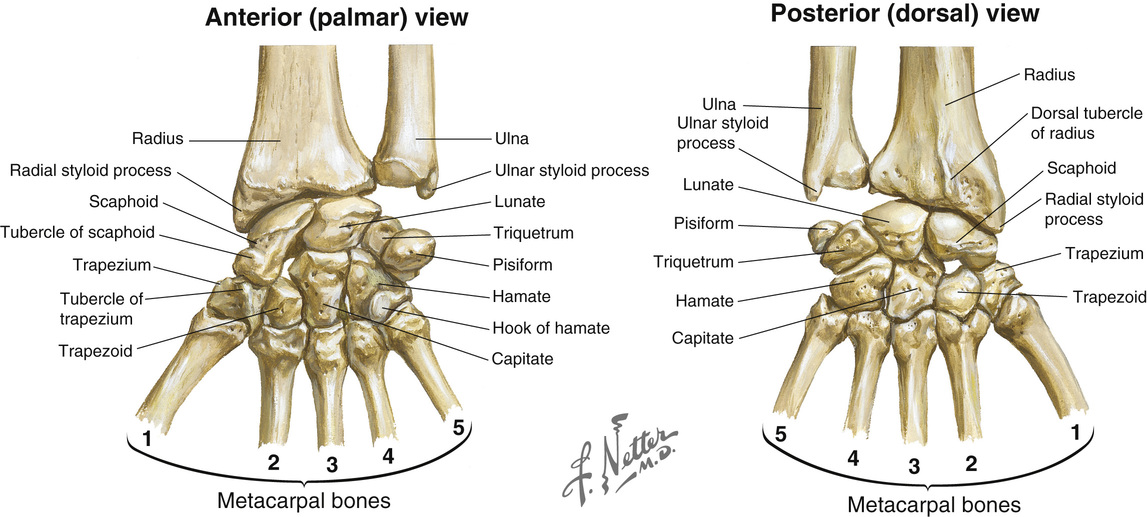 carpal bones dorsal view