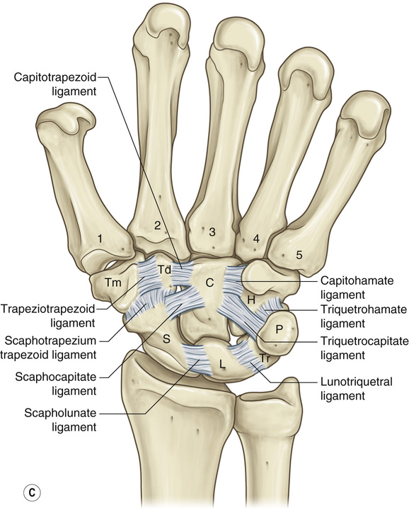 Scapholunate Ligament Anatomy 5610