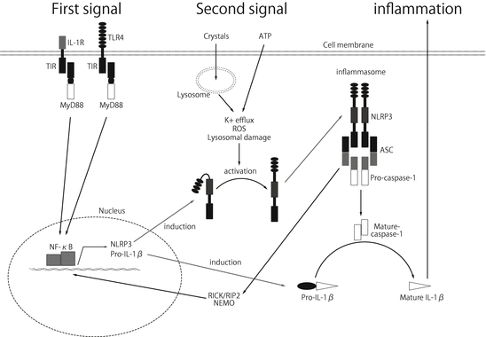 A316716_1_En_16_Fig2_HTML.gif