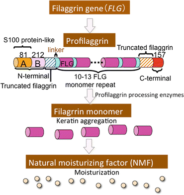 A316716_1_En_21_Fig3_HTML.gif