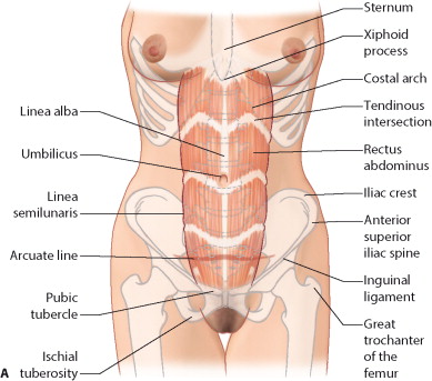 LAPAROSCOPY Origin: Greek Lapara- the soft parts of the body between the  rib margins and hips- the flank or loin  Skopein, which means to see or  view. - ppt download