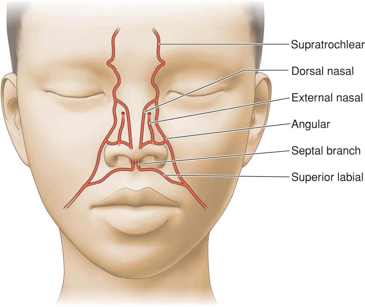 Сосуды на лбу. Носогубный треугольник иннервация. Носогубный треугольник анатомия сосуды. Сосуды переносицы анатомия. Анатомия носа сосуды и нервы.