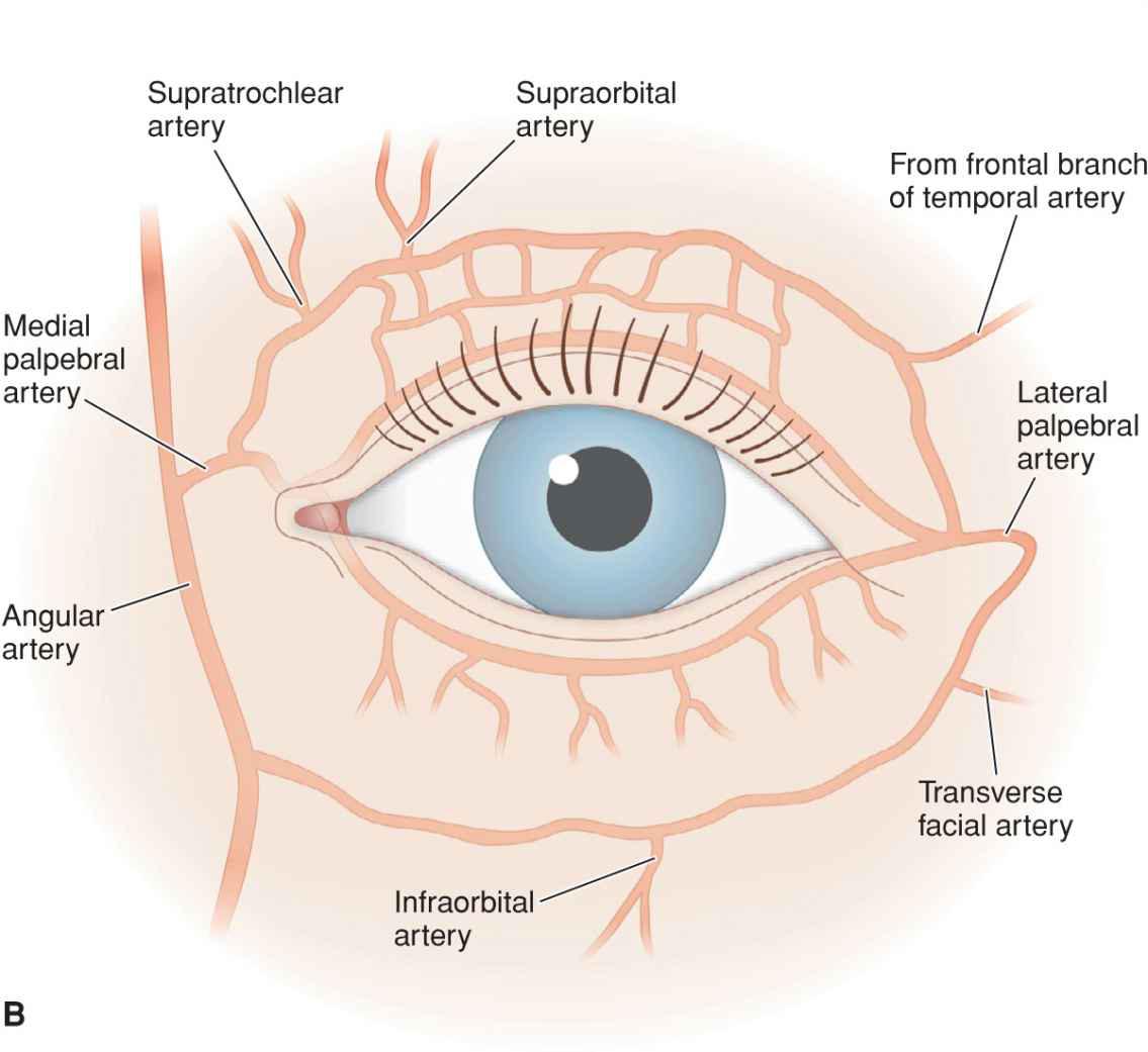 Eyelid Anatomy Ophthalmology Review