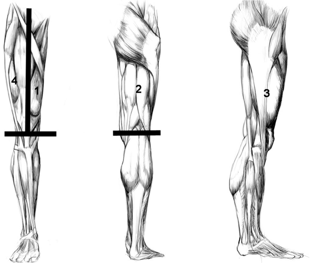 Мышцы ноги бедра. Мышцы ног. Зарисовка мышц нижних конечностей. Мышцы ноги в профиль. Нога спереди анатомия.