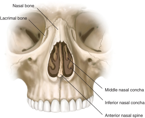 Lateral Nasal Bone Anatomy 5842