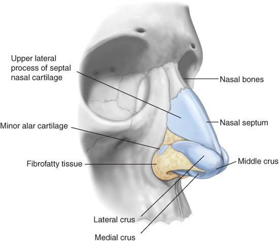 Framework: Cartilaginous Support | Plastic Surgery Key