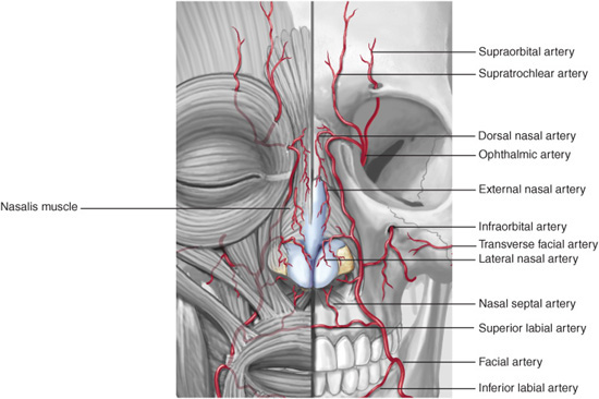 infraorbital artery