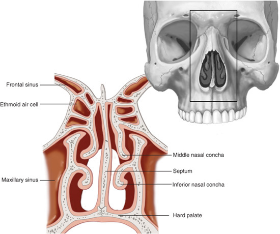 Treatment Planning: Nasal Function | Plastic Surgery Key
