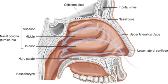 nasal turbinates anatomy