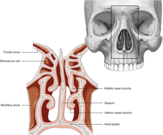 nasal anatomy turbinates