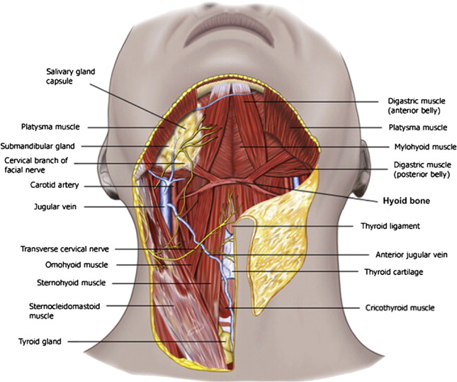 Anatomy And Physiology Of The Aging Neck Plastic Surgery Key
