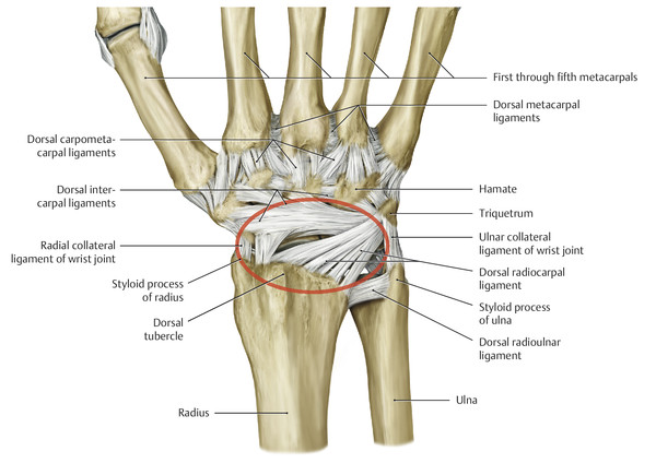 interosseous ligament hand