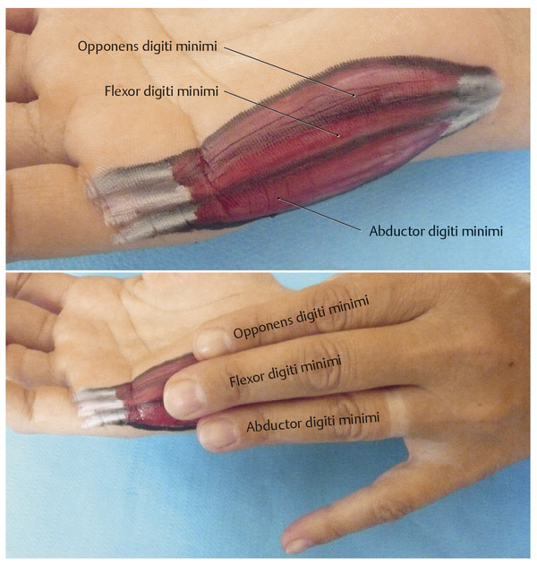 Key Hand Structures Surface Anatomy Of The Forearm Wrist And Hand Structures