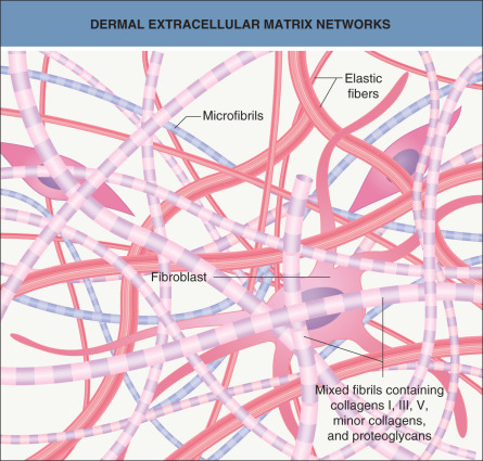 Biology Of The Extracellular Matrix | Plastic Surgery Key