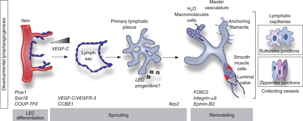 CHAPTER 8 Impact Of Genetics On Lymphangiogenesis | Plastic Surgery Key