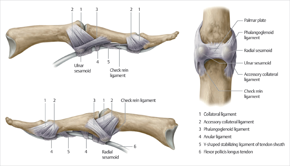 Ulnar Collateral Ligament Anatomy