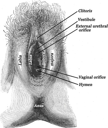 Chapter 2 - Female Genital Anatomy - Plastic Surgery KeyPlastic Surgery Key