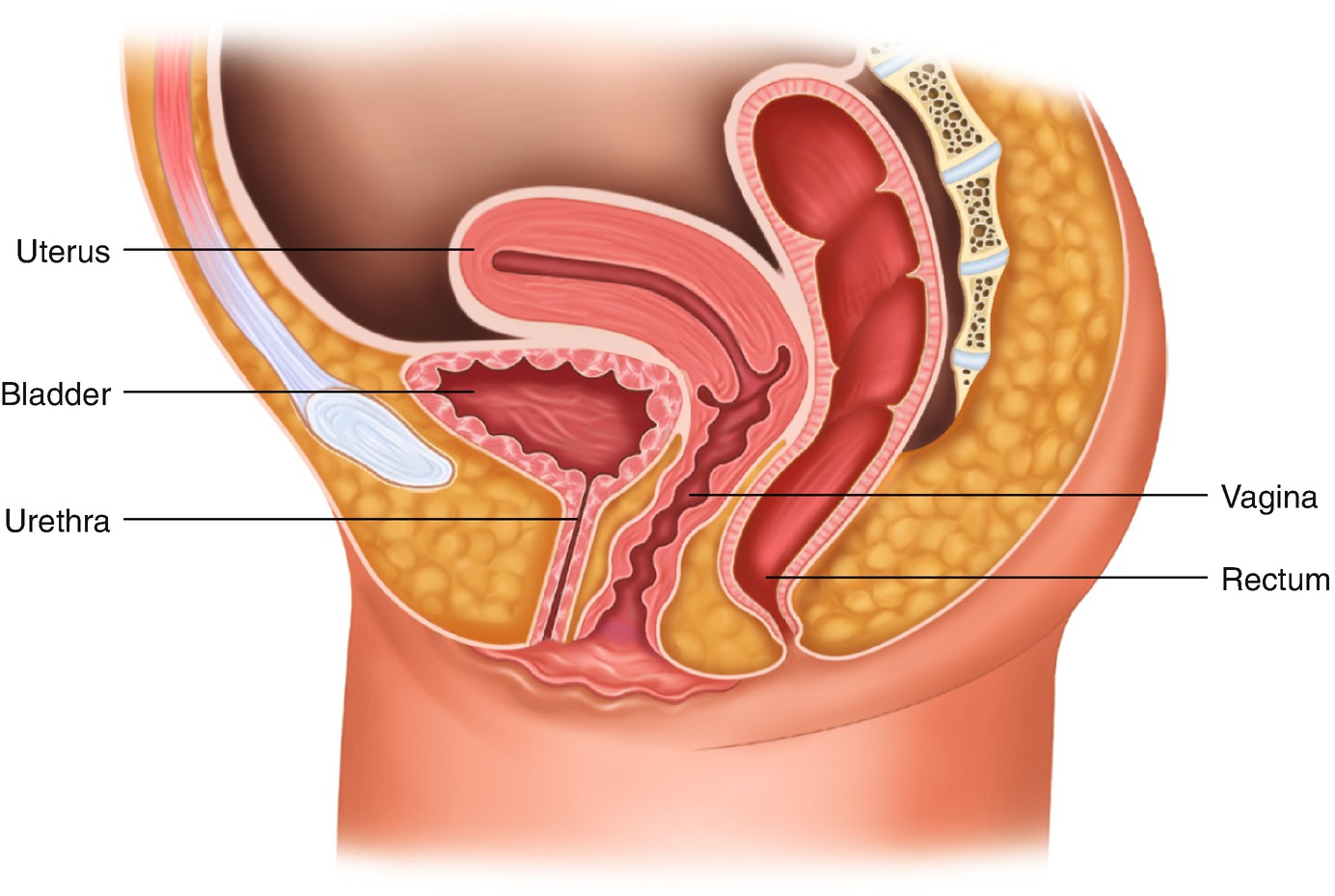 ../images/456687_1_En_13_Chapter/456687_1_En_13_Fig1_HTML.jpg