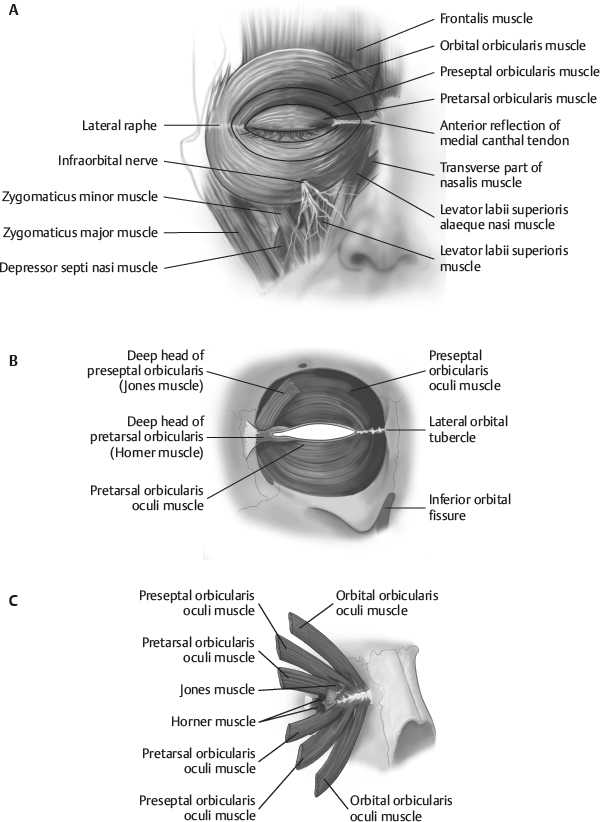 Periorbital Anatomy Periorbital Anatomy