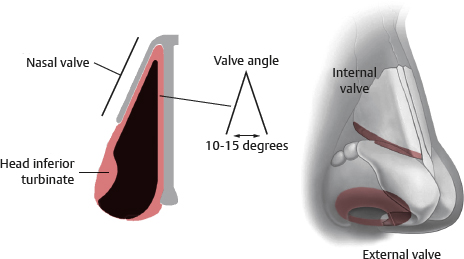nasal valve